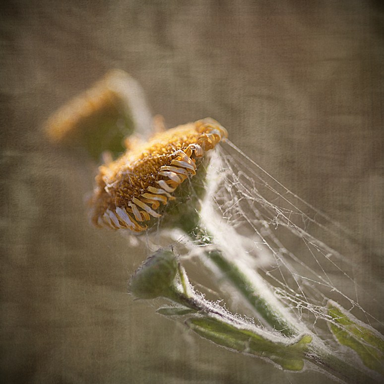 In sul calar del sole...