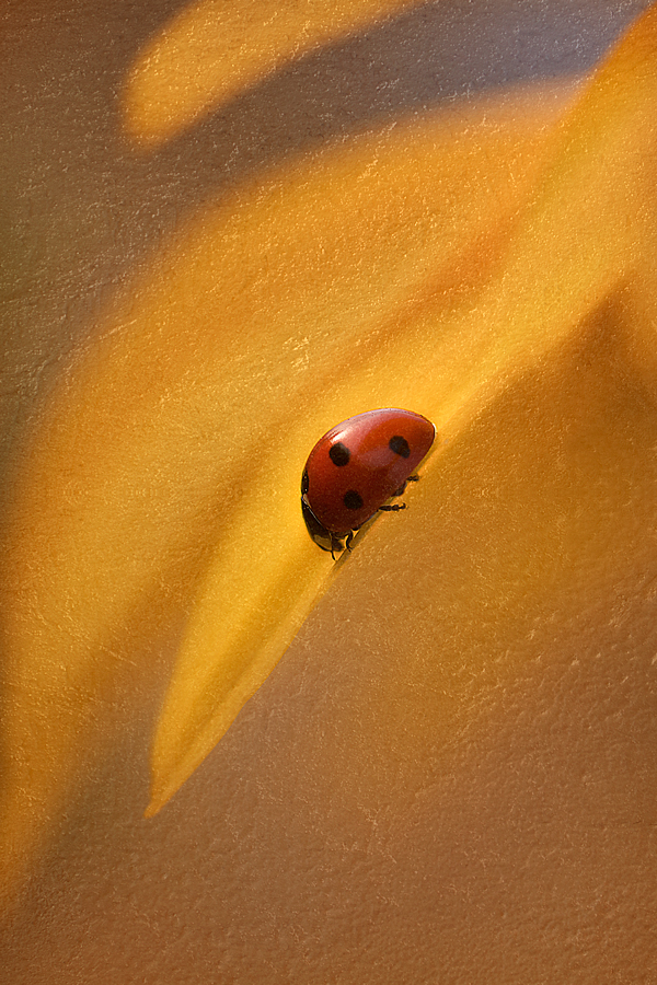 Mariolina e il girasole