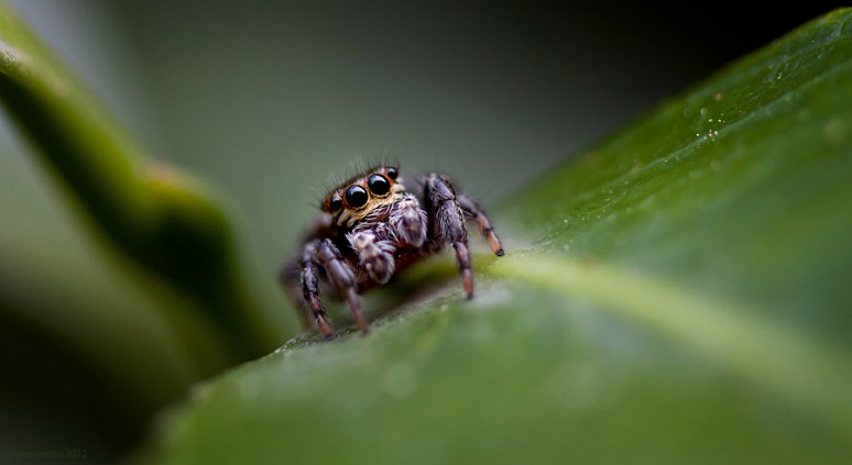 4 eyes are better than 2