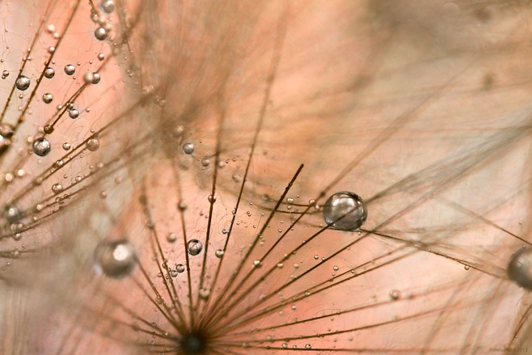 Suspended as dewdrops