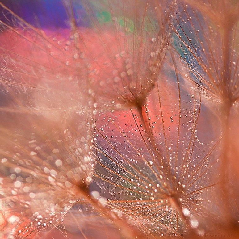 Dandelion&drops