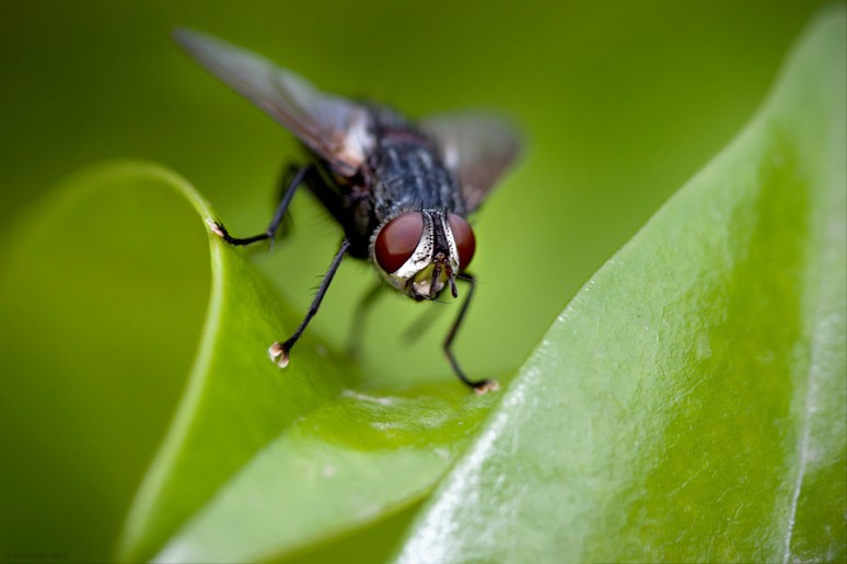 BzZzZzZz ... a temporary guest on my magnolia tree