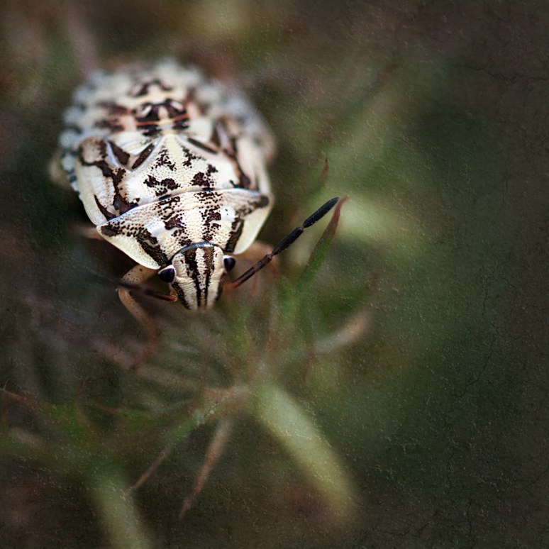 Differently Beautiful