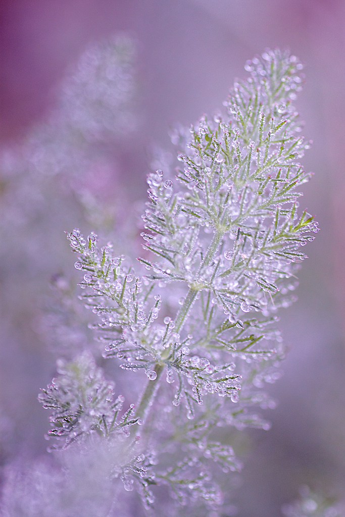 My Candy World - Think Pink