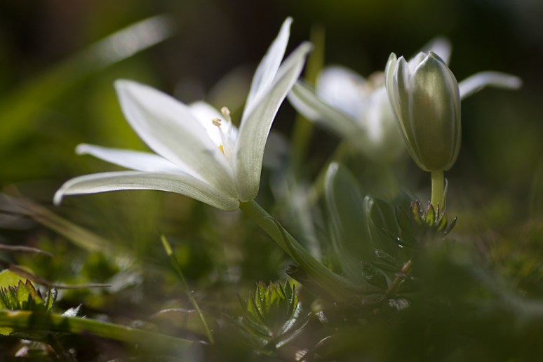 Guardistallo - un prato