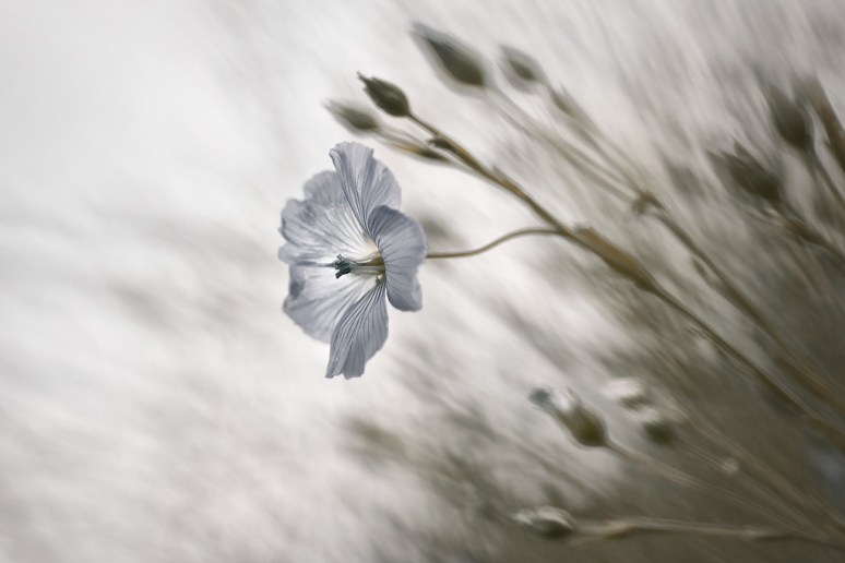 Santa Luce - Memories