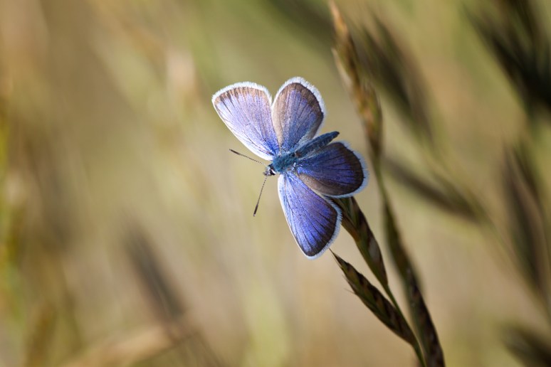 Blue in Castelluccio