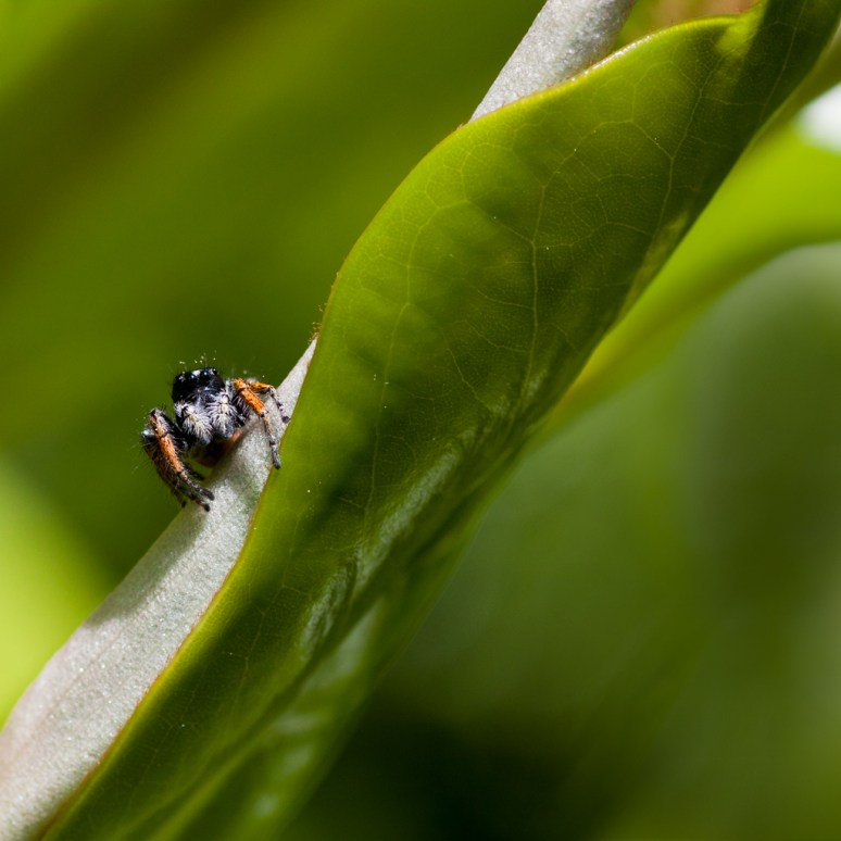 Nel Giardino della Fiore