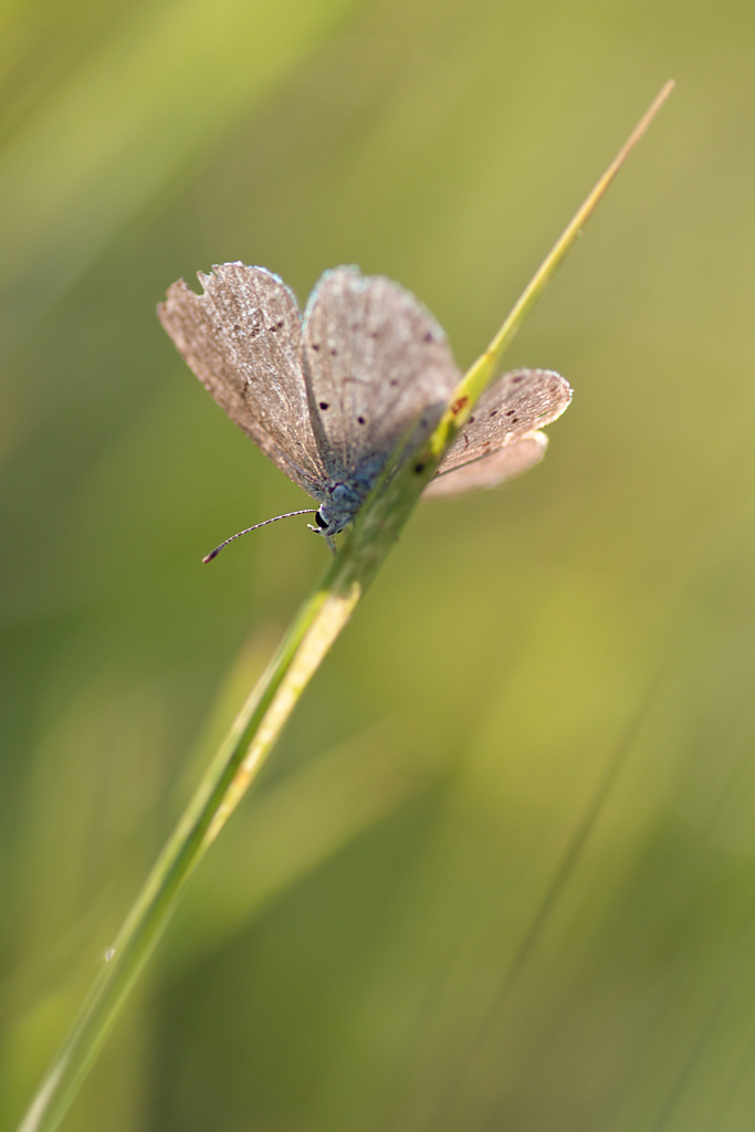 Impression - Papillon dans l'Herbe